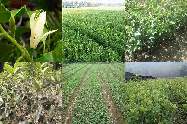 桂花树成活率高吗?1690504332457