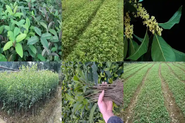 桂花树结果子可以吃吗?怎么吃?1681955120451