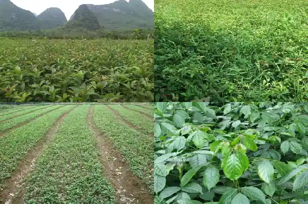 濮阳市哪里卖桂花树苗1690591191809
