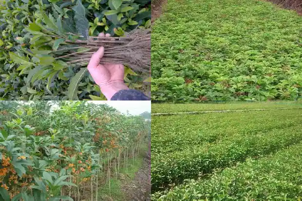 怎么样桂花树的种子才能发芽呢1681955200773