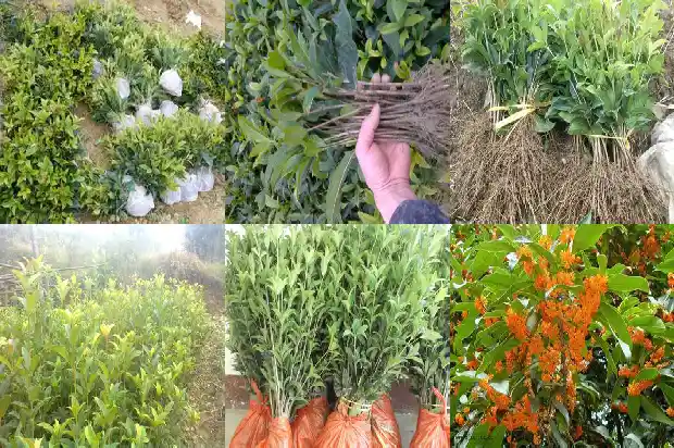 怎么样桂花树的种子才能发芽呢1681955200868