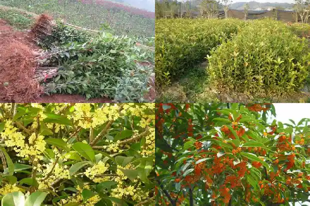 怎么样桂花树的种子才能发芽出来1681955280894
