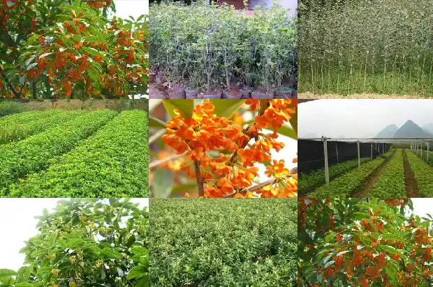 怎么样桂花树的种子才能发芽出来1681955280941