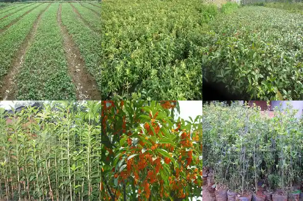 桂花树种子怎么催芽1681955362239