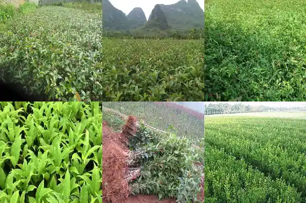 桂花树种子怎么催芽1681955362287