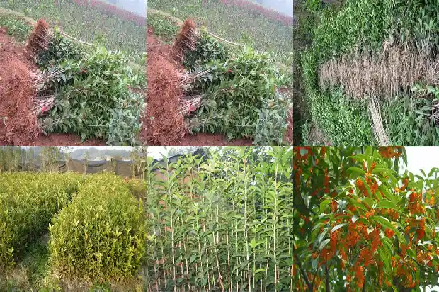 桂花树为什么要开花1688523553471