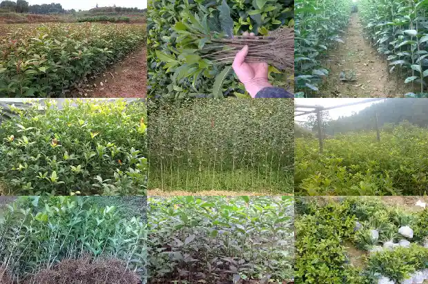 桂花树几天能成活一次1690849490520