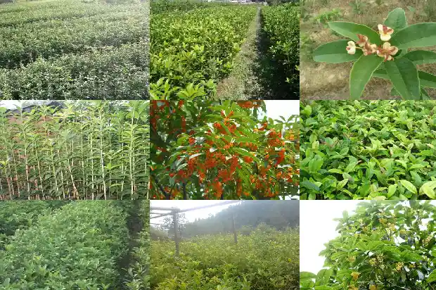 桂花树种子几天出芽1681955473412