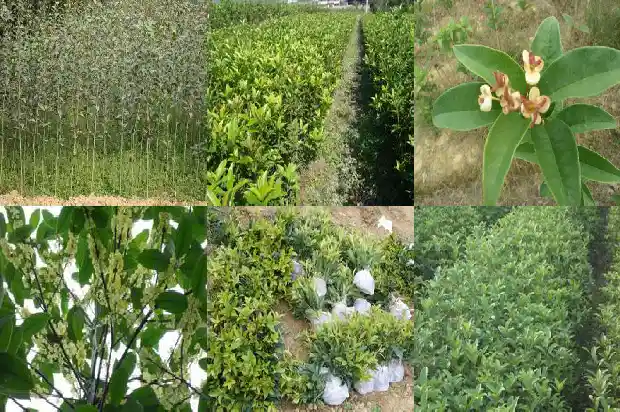 桂花树种子几天出芽1681955473459
