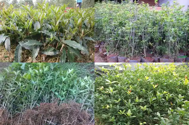 四季桂花树的价格多少钱一棵1689640508519