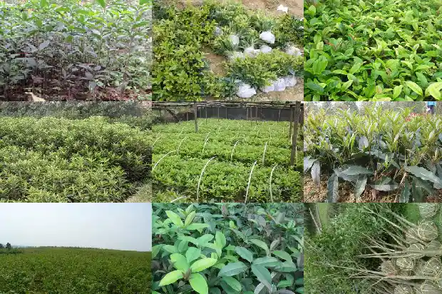 桂花多高打顶1690676691729
