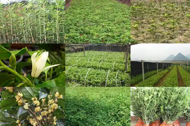 桂花用枝条就可以种植吗1681955795501