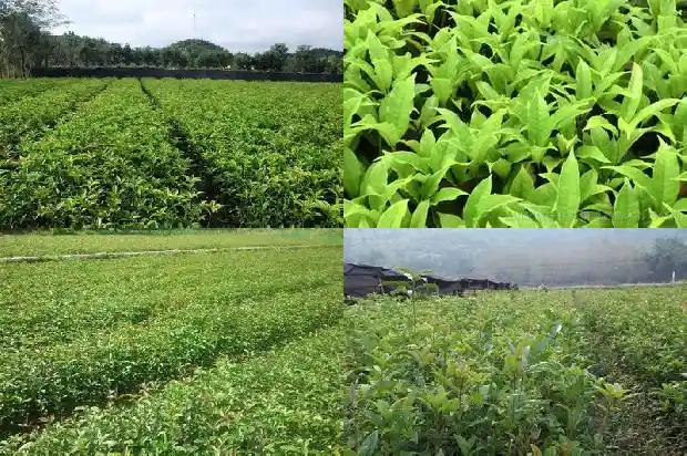 桂花用枝条就可以种植吗1681955795549
