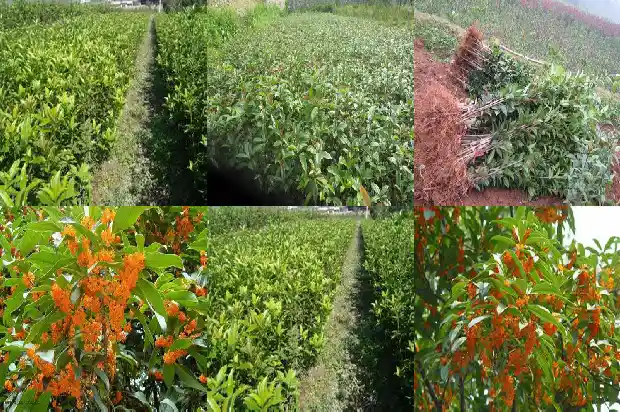 桂花树结的果子有什么功效与作用及禁忌1681955870405
