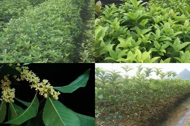 桂花树结的果子有什么功效与作用及禁忌1681955870452