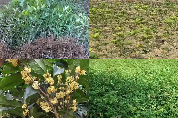 桂花树结的果子有什么功效与作用及禁忌1681955870499