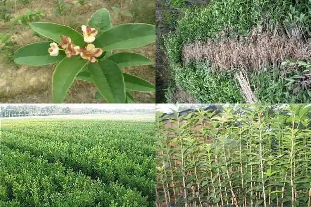 桂花树结的果子怎么泡茶喝1681955952253
