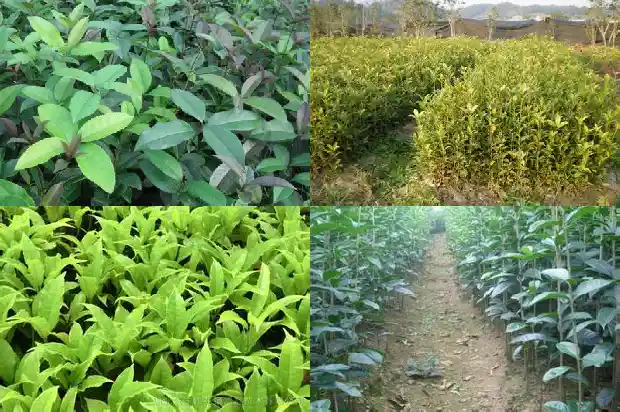桂花树结的果子怎么泡茶喝1681955952300