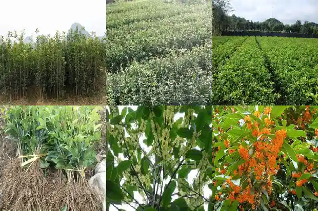 桂花树结的果子怎么泡茶喝1681955952348