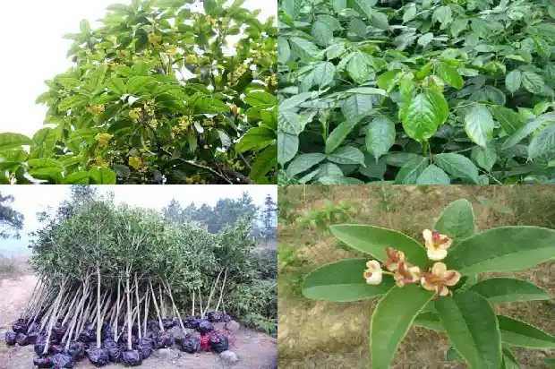 桂花结的果子有什么作用1681956044812
