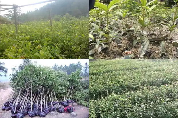 桂花结的果子有什么作用1681956044860