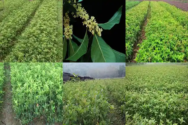 桂花树上结的果子有什么作用和功效1681956131592