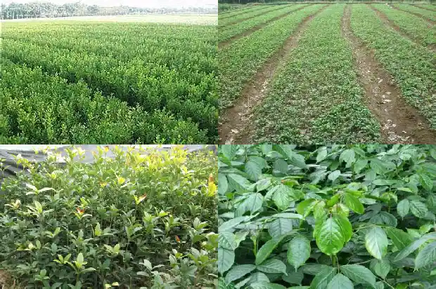 桂花树上结的果子怎么吃1681956206114