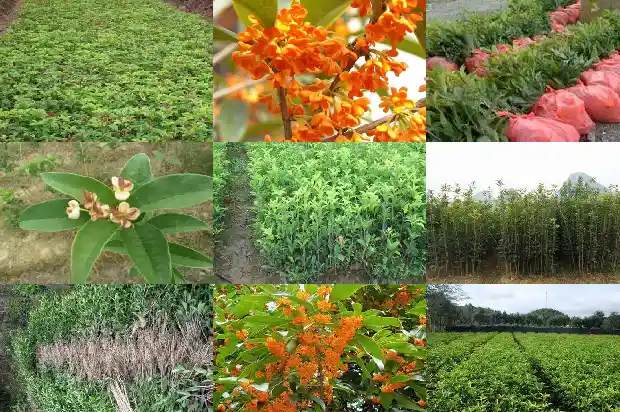 桂花树上结的果子怎么吃1681956206162