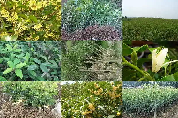 桂花树上结的果子怎么吃1681956206210