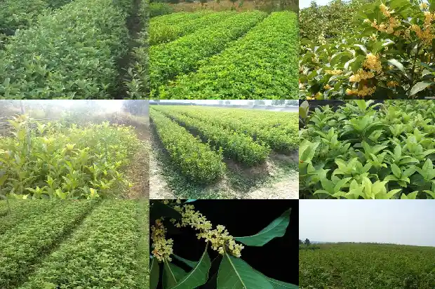 15公分桂花树价格多少一棵1689639988409
