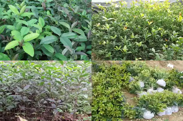 现在桂花树报价多少钱一颗呢1690418352154