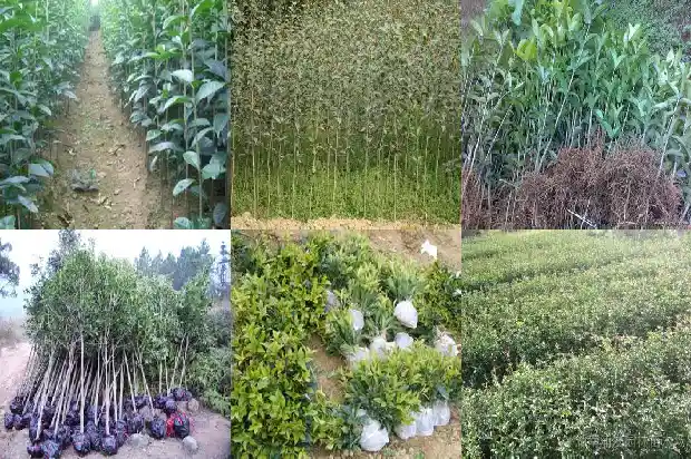 桂花树什么样子的好1689986118813
