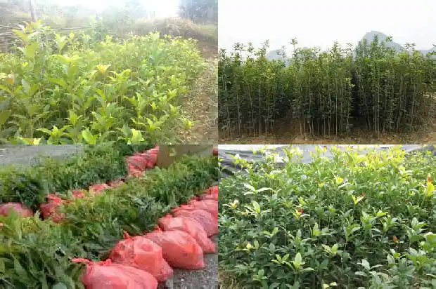 桂花树结可以卖钱吗1681956348915
