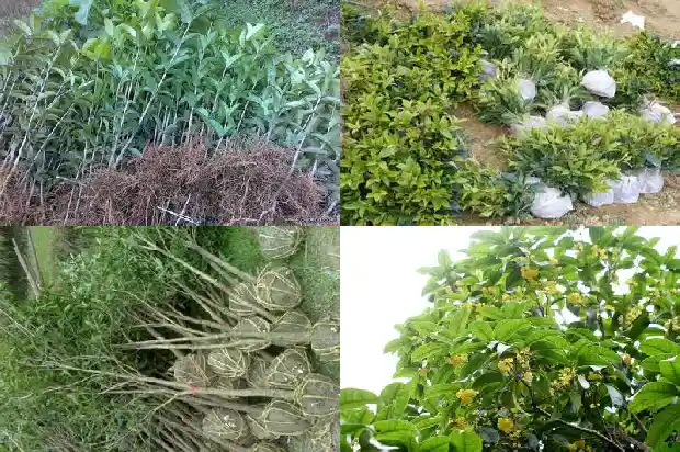 桂花树果的功效与作用1681956421667