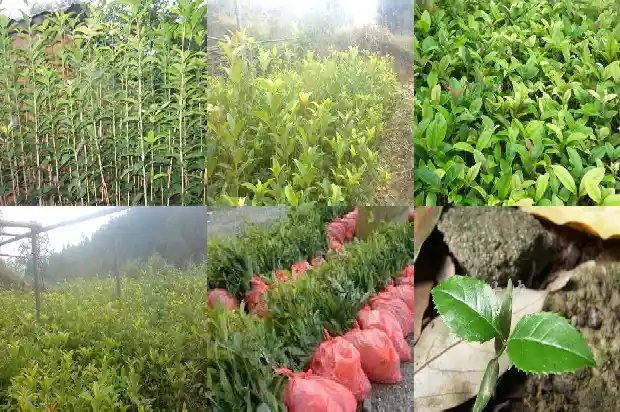 桂花树果的功效与作用1681956421714