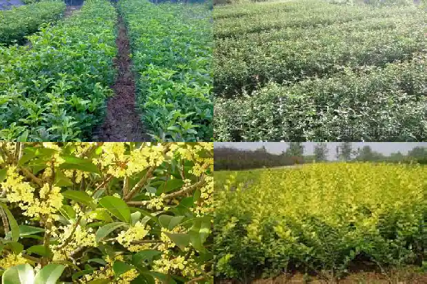 桂花树果的功效与作用1681956421762