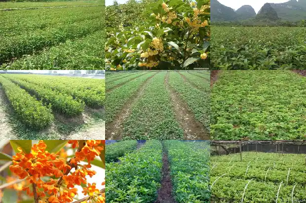 桂花树结的果实有什么作用和功效1681956497201
