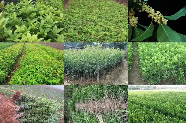 桂花树结的果实有什么作用和功效1681956497297