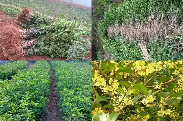 桂花树结的果实有什么作用和功效1681956497345
