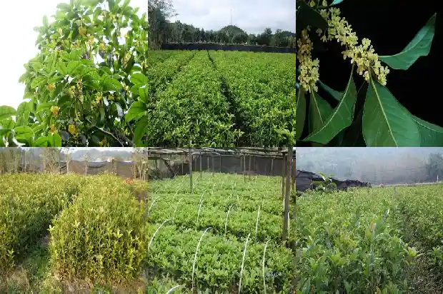 桂花树结的果子能吃吗?有什么功效1681956565499