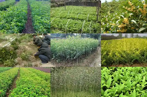 桂花树结的果子能吃吗?有什么功效1681956565547