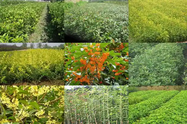 桂花什么时候移栽换盆好呢1688862014789
