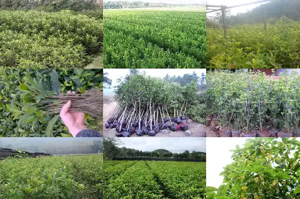 桂花树结出来的果子能吃吗1681956635834