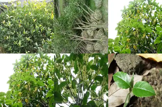 桂花树结出来的果子能吃吗1681956635882