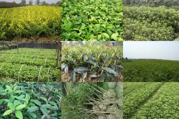 四季桂花树价格多少钱1689640541966
