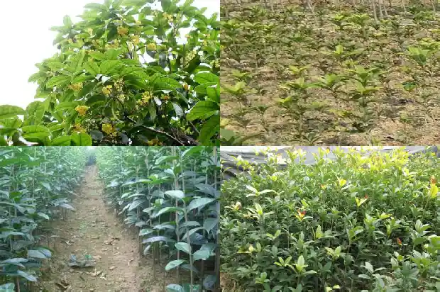 桂花树结的果子像芒果1681956811252