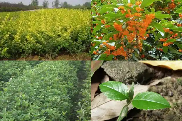桂花树结的果子像芒果1681956811300