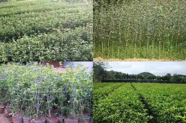 桂花果怎么吃 桂花果可以生吃吗1681956862273