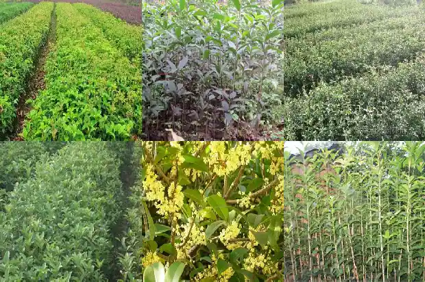 桂花果怎么吃 桂花果可以生吃吗1681956862320