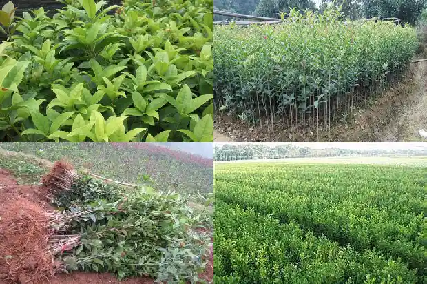 桂花果怎么吃 桂花果可以生吃吗1681956862366